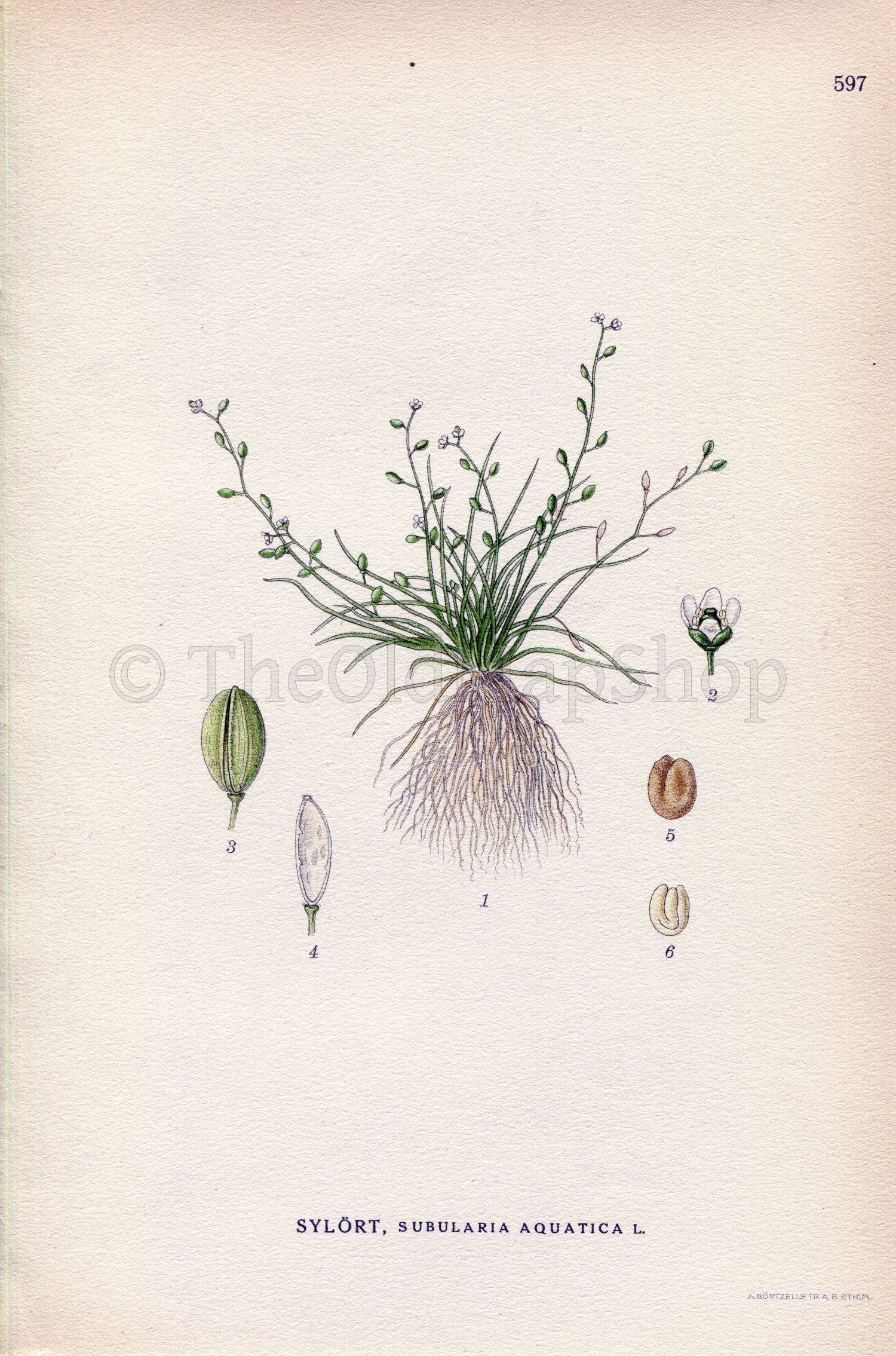 1926 Water Awlwort (Subularia aquatica) Vintage Antique Print By Lindman Botanical Flower Book Plate 597, Green