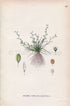 1926 Water Awlwort (Subularia aquatica) Vintage Antique Print By Lindman Botanical Flower Book Plate 597, Green