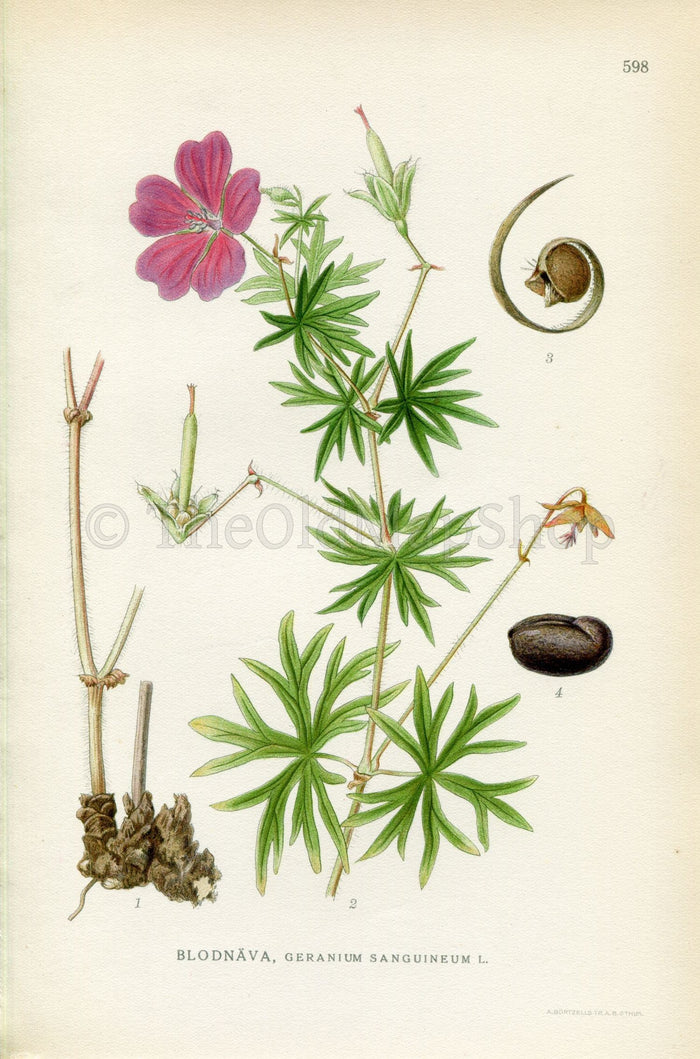 1926 Bloody Crane's-bill, Bloody Geranium (Geranium sanguineum) Vintage Antique Print By Lindman Botanical Flower Book Plate 598, Green