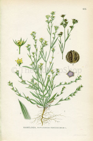 1926 Slender Hare's-ear (Bupleurum tenuissimum) Vintage Antique Print By, Lindman Botanical Flower Book Plate 605, Green, Yellow