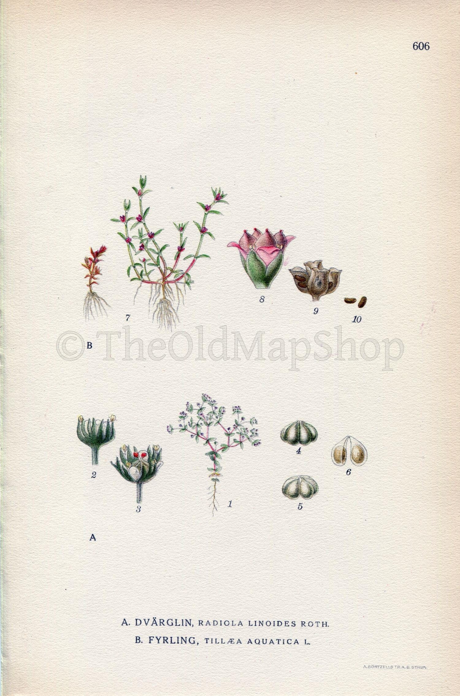 1926 Allseed, Water Pygmyweed (Radiola linoides, Tillaea aquatica) Vintage Antique Print By, Lindman Botanical Flower Book Plate 606