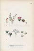1926 Allseed, Water Pygmyweed (Radiola linoides, Tillaea aquatica) Vintage Antique Print By, Lindman Botanical Flower Book Plate 606