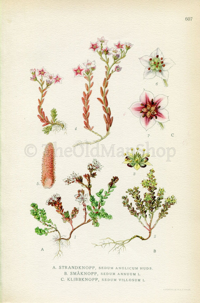 1926 English Stonecrop (Sedum anglicum, Sedum annuum, Sedum villosum) Vintage Antique Print By, Lindman Botanical Flower Book Plate 607