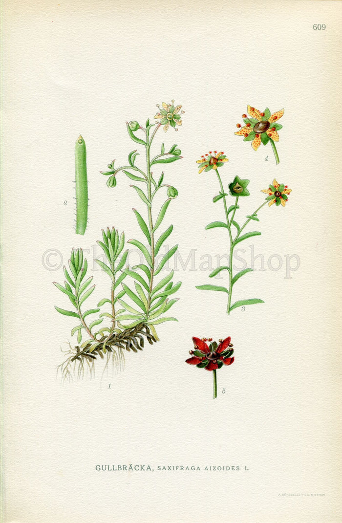 1926 Yellow Saxifrage (Saxifraga aizoides) Vintage Antique Print By, Lindman Botanical Flower Book Plate 609, Green, Yellow