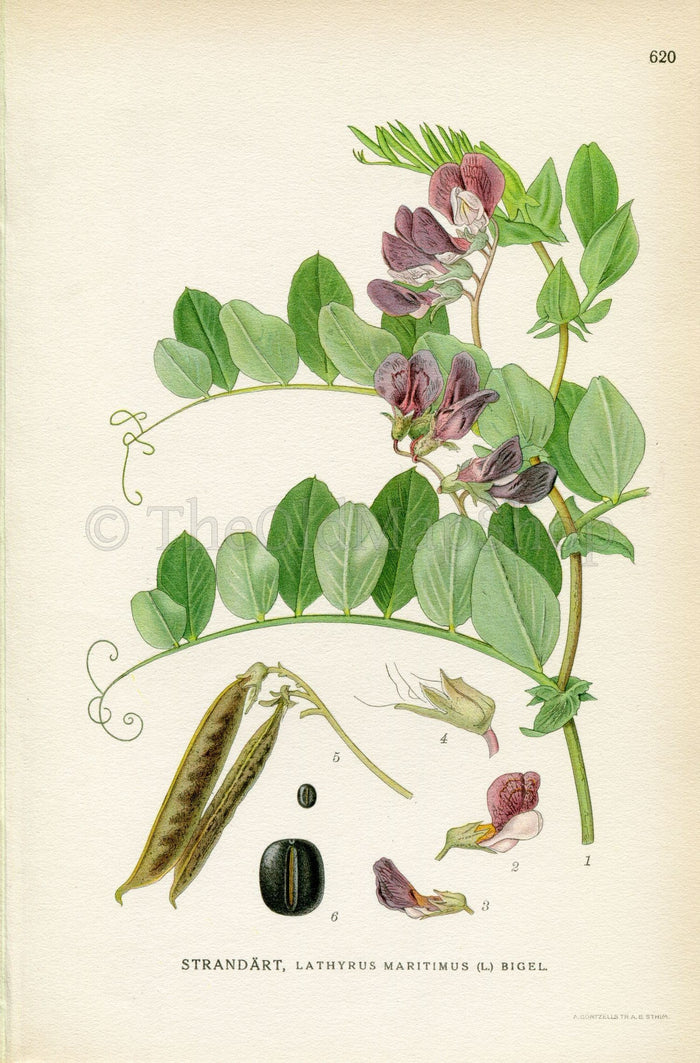 1926 Sea pea, Beach pea, Circumpolar pea (Lathyrus maritimus) Vintage Antique Print By Lindman Botanical Flower Book Plate 620, Green Purple