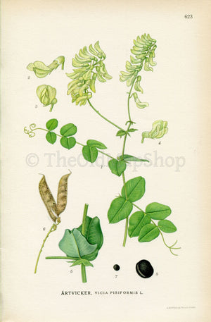 1926 Pale-flower Vetch, Pea Vetch (Vicia pisiformis) Vintage Antique Print By Lindman Botanical Flower Book Plate 623, Green