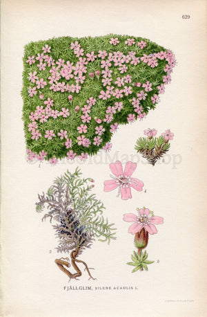 1926 Moss campion, Cushion pink (Silene acaulis) Vintage Antique Print, Lindman Botanical Flower Book Plate 629, Green