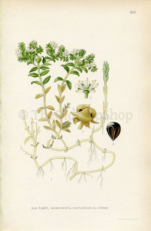 1926 Sea Sandwort, Seaside Sandplant (Honckenya peploides) Vintage Antique Print by, Lindman Botanical Flower Book Plate 634, Green, White