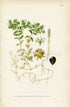 1926 Sea Sandwort, Seaside Sandplant (Honckenya peploides) Vintage Antique Print by, Lindman Botanical Flower Book Plate 634, Green, White