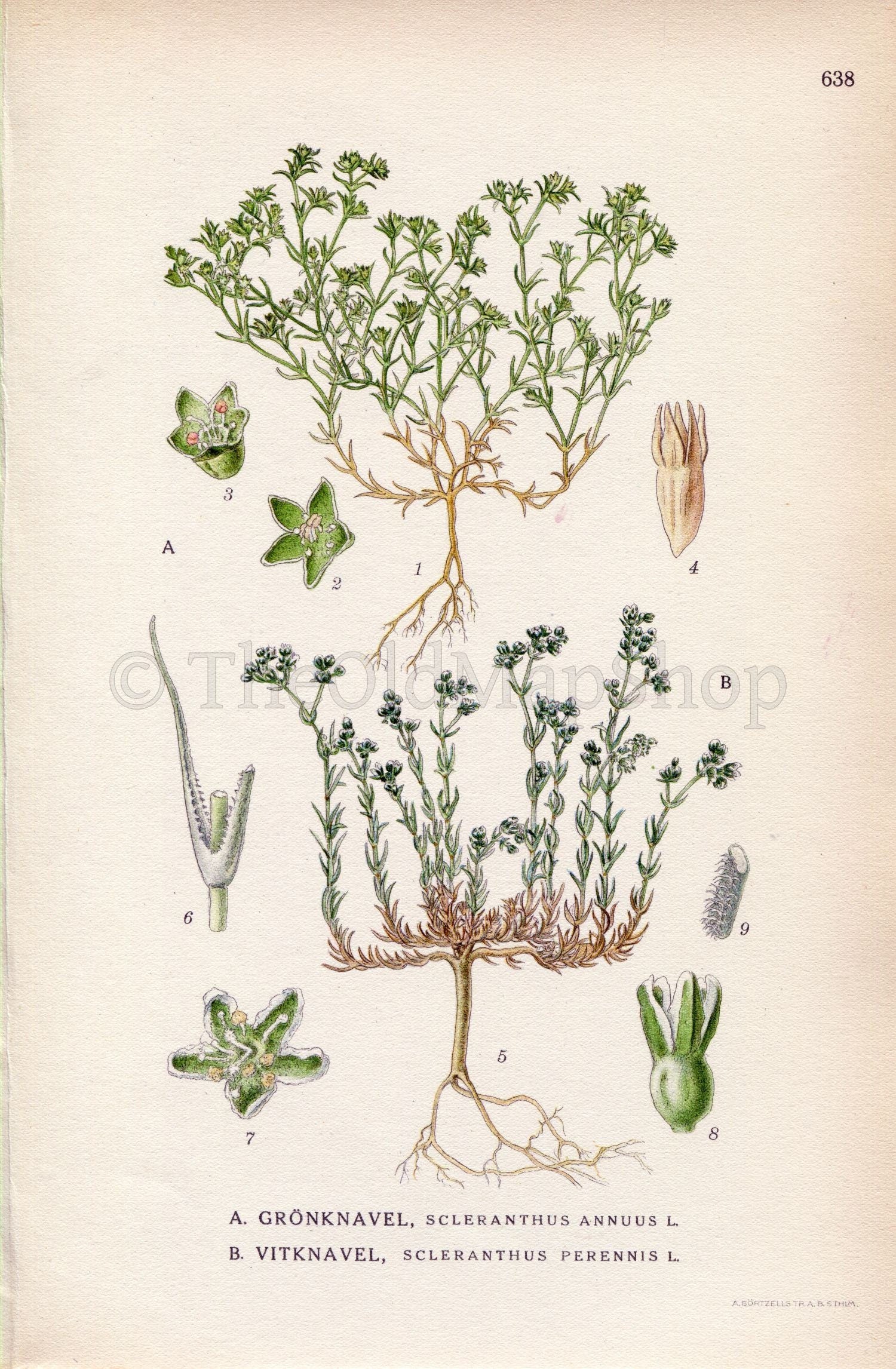1926 German Knotweed, Perennial Knawel (Scleranthus annuus, Scleranthus perennis) Vintage Print, Lindman Botanical Flower Book Plate 638