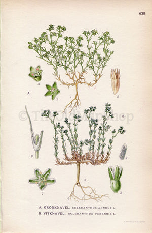 1926 German Knotweed, Perennial Knawel (Scleranthus annuus, Scleranthus perennis) Vintage Print, Lindman Botanical Flower Book Plate 638