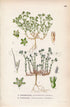 1926 German Knotweed, Perennial Knawel (Scleranthus annuus, Scleranthus perennis) Vintage Print, Lindman Botanical Flower Book Plate 638