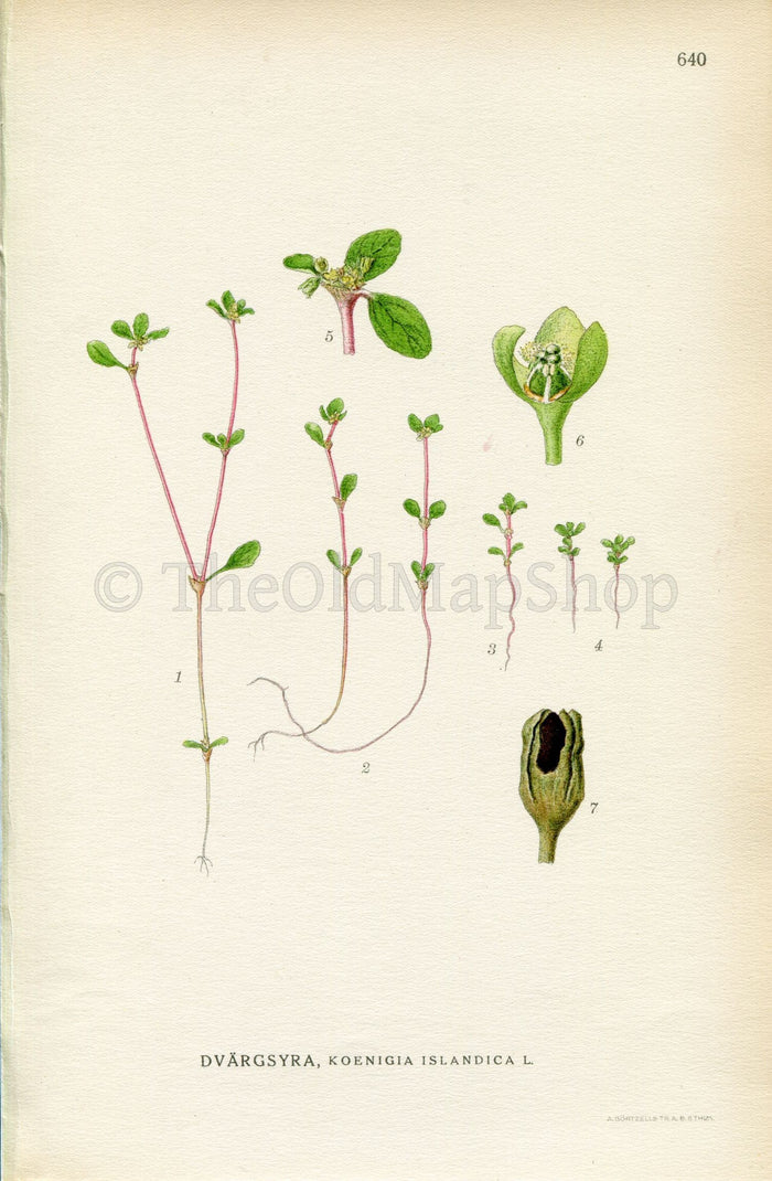 1926 Iceland purslane (Koenigia islandica) Vintage Antique Print by, Lindman Botanical Flower Book Plate 640, Green