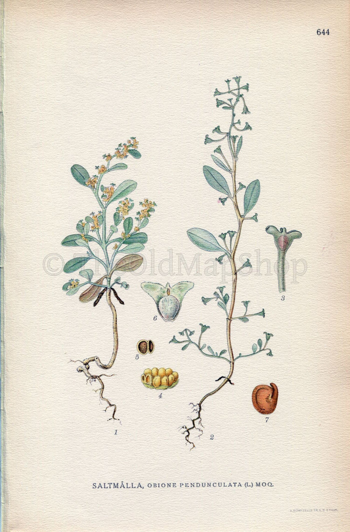 1926 Pedunculate Sea-purslane (Obione pendunculata) Vintage Antique Print by, Lindman Botanical Flower Book Plate 644, Green
