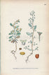 1926 Pedunculate Sea-purslane (Obione pendunculata) Vintage Antique Print by, Lindman Botanical Flower Book Plate 644, Green