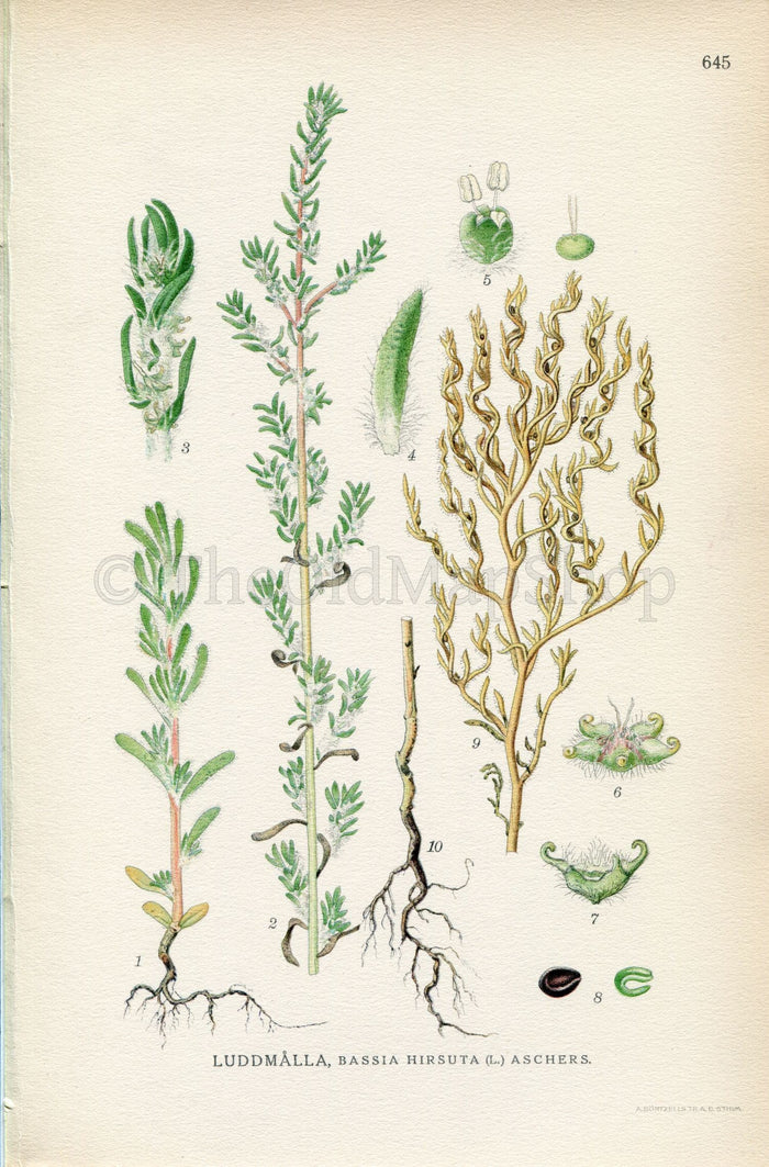 1926 Hairy smotherweed (Bassia hirsuta) Vintage Antique Print by, Lindman Botanical Flower Book Plate 645, Green