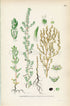 1926 Hairy smotherweed (Bassia hirsuta) Vintage Antique Print by, Lindman Botanical Flower Book Plate 645, Green