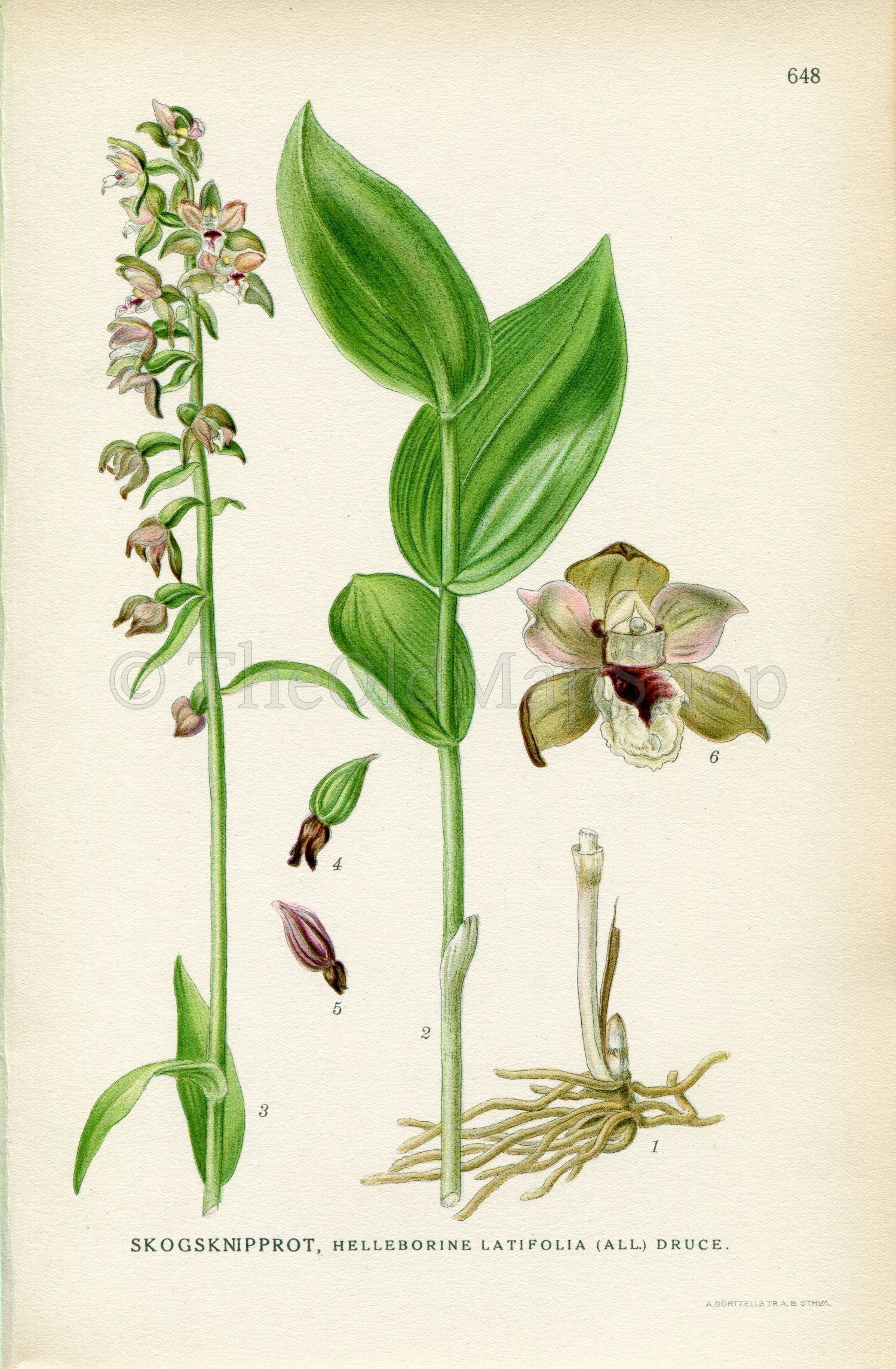 1926 Dune helleborine, Epipactis dunensis (Helleborine latifolia) Vintage Antique Print by, Lindman Botanical Flower Book Plate 648, Green