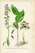 1926 Dune helleborine, Epipactis dunensis (Helleborine latifolia) Vintage Antique Print by, Lindman Botanical Flower Book Plate 648, Green