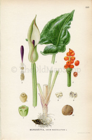 1926 Wild arum, Arum lily, Lords-and-ladies, Devils and Angels (Arum maculatum) Vintage Print by, Lindman Botanical Flower Book Plate 649