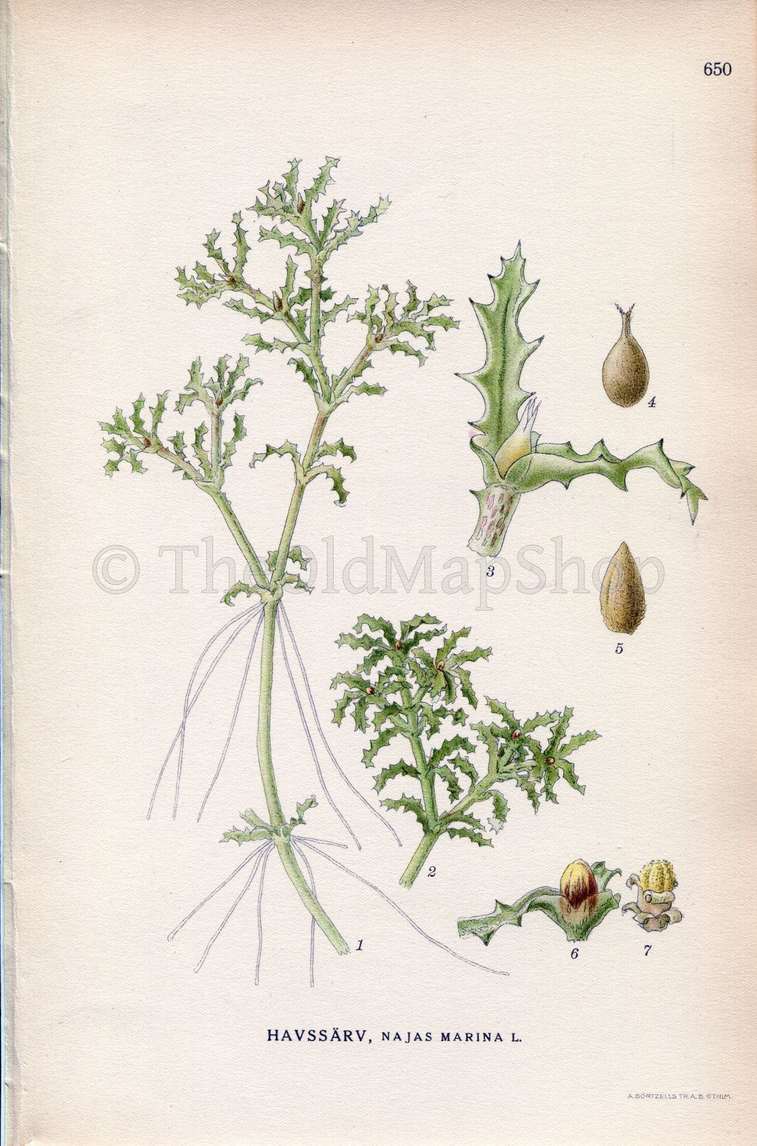 1926 Spiny Water Nymph, Spiny Naiad, Holly-leaved Naiad (Najas marina) Vintage Antique Print by, Lindman Botanical Flower Book Plate 650