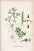 1926 Spiny Water Nymph, Spiny Naiad, Holly-leaved Naiad (Najas marina) Vintage Antique Print by, Lindman Botanical Flower Book Plate 650