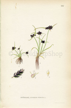 1926 Brown Balingale, Brown Flatsedge (Cyperus fuscus) Vintage Antique Print by, Lindman Botanical Flower Book Plate 652, Green