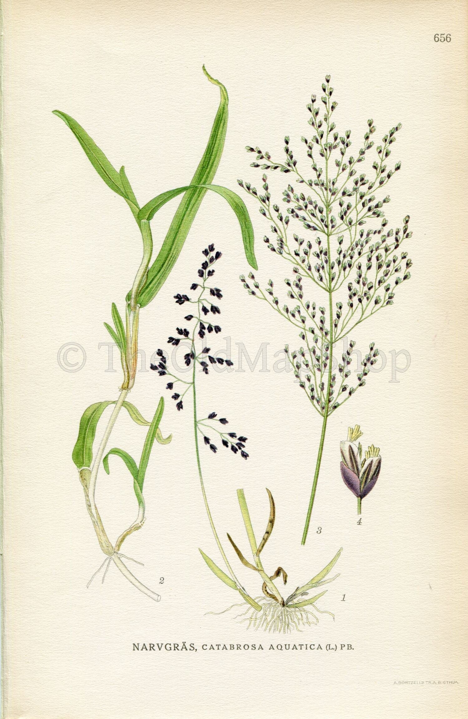 1926 Water Whorlgrass, Grass (Catabrosa aquatica) Vintage Antique Print by, Lindman Botanical Flower Book Plate 656, Green