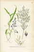 1926 Water Whorlgrass, Grass (Catabrosa aquatica) Vintage Antique Print by, Lindman Botanical Flower Book Plate 656, Green