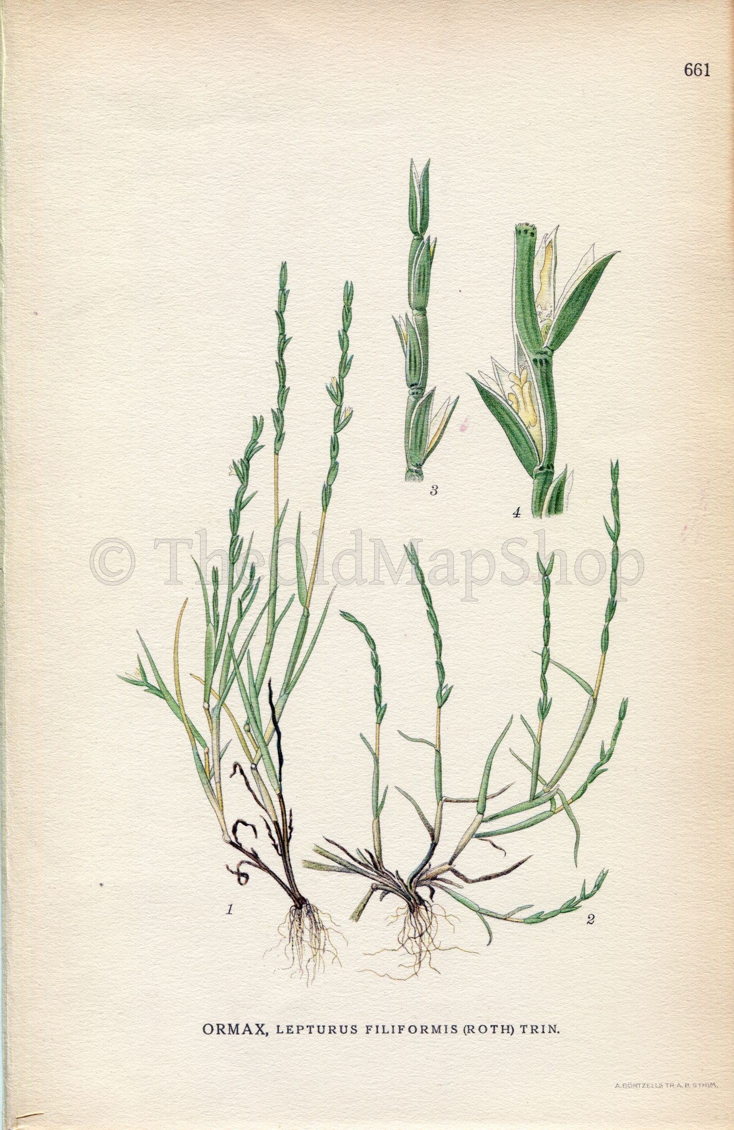 1926 Sea Hard-grass (Lepturus filiformis) Vintage Antique Print by, Lindman Botanical Flower Book Plate 661, Green