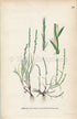 1926 Sea Hard-grass (Lepturus filiformis) Vintage Antique Print by, Lindman Botanical Flower Book Plate 661, Green