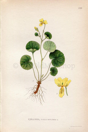 1922 Alpine Yellow Violet, (Viola Biflora) Vintage, Antique Print by Lindman, Botanical Flower, Book Plate 226, Green, Yellow.
