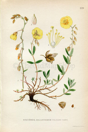 1922 Rock-Rose (Helianthemum Vulgare Gars) Vintage, Antique Print by Lindman, Botanical Flower Book Plate 229, Green Yellow