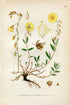 1922 Rock-Rose (Helianthemum Vulgare Gars) Vintage, Antique Print by Lindman, Botanical Flower Book Plate 229, Green Yellow