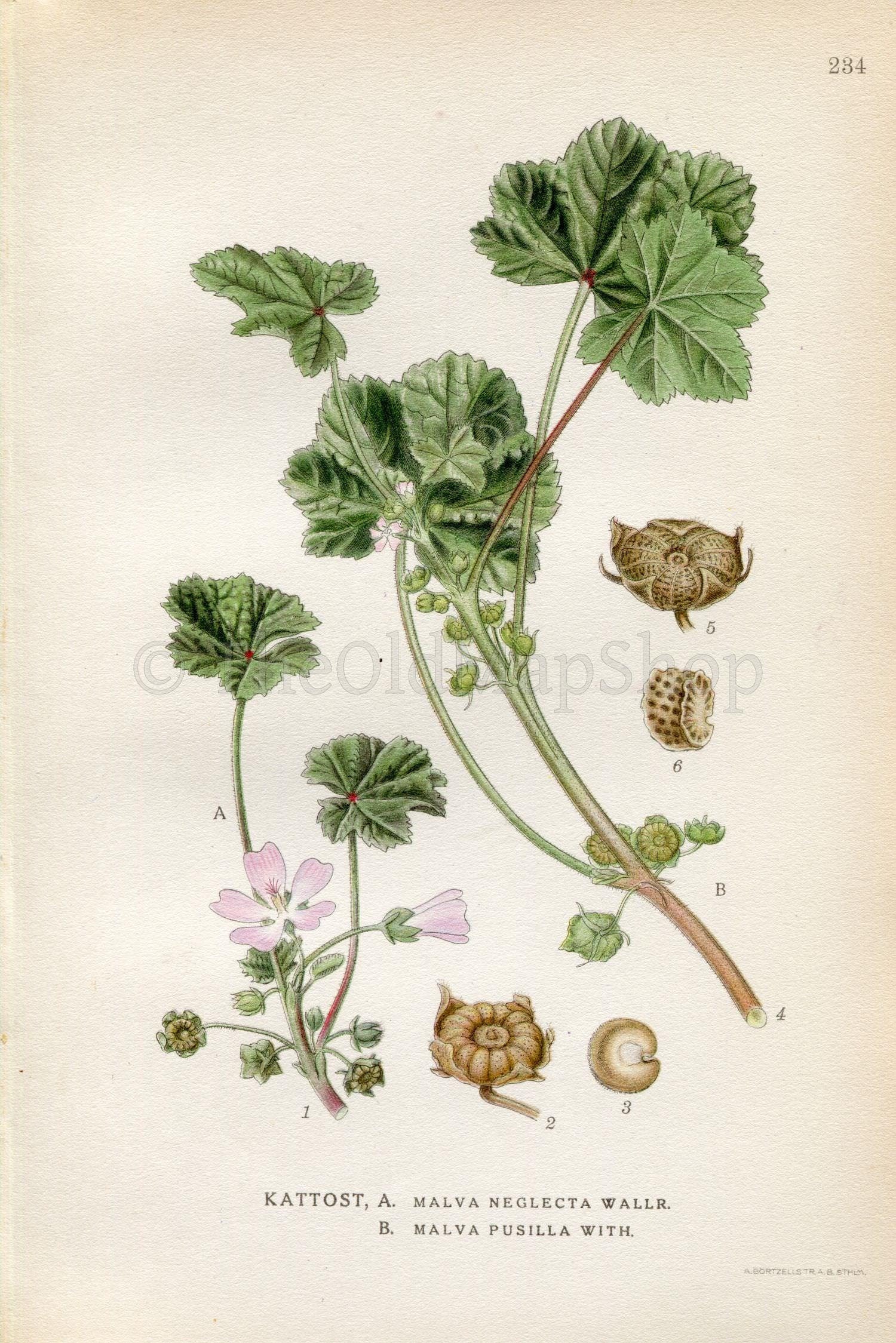 1922 Common Mallow, Low Mallow (Malva neglecta, Malva pusilla) Vintage, Antique Print by Lindman, Botanical Flower Book Plate 234, Green