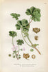 1922 Common Mallow, Low Mallow (Malva neglecta, Malva pusilla) Vintage, Antique Print by Lindman, Botanical Flower Book Plate 234, Green