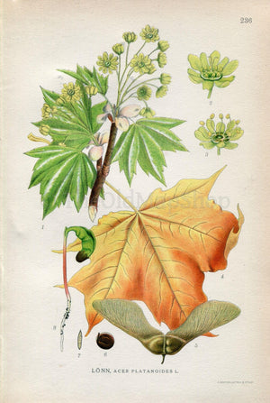 1922 Norway Maple (Acer platanoides) Vintage, Antique Print by Lindman, Botanical Flower Book Plate 236, Green, Orange, Yellow
