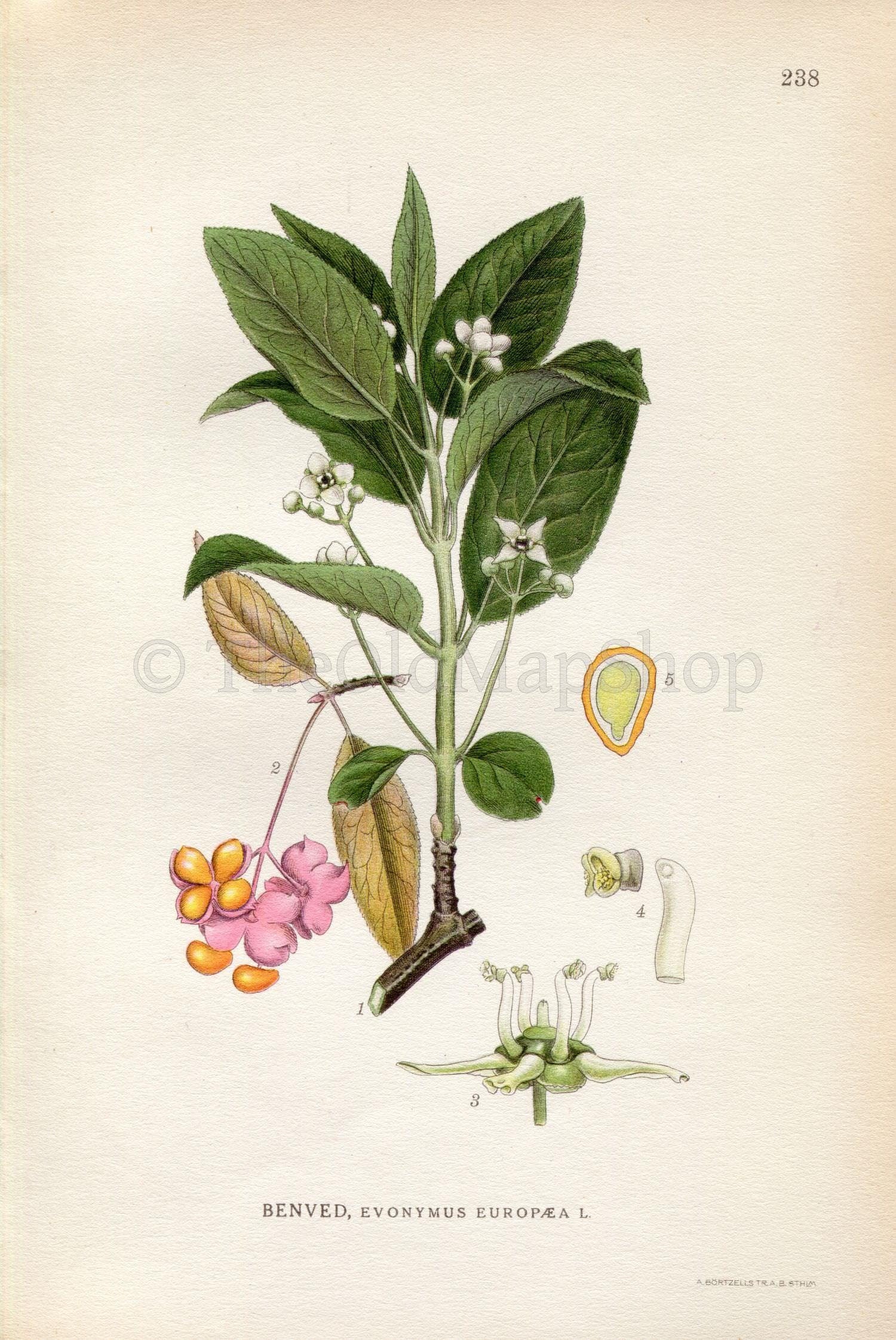1922 Spindle Berry (Euonymus europaeus) Vintage, Antique Print by Lindman, Botanical Flower Book Plate 238, Green, Pink