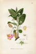 1922 Spindle Berry (Euonymus europaeus) Vintage, Antique Print by Lindman, Botanical Flower Book Plate 238, Green, Pink