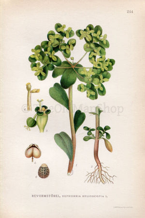 1922 Sun Spurge (Euphorbia helioscopia) Vintage, Antique Print by Lindman, Botanical Flower Book Plate 244, Green