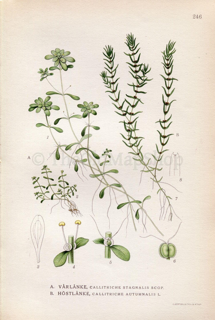 1922 Pond Water-Starwort (Callitriche stagnalis & autumnalis) Vintage, Antique Print by Lindman, Botanical Flower Book Plate 246, Green