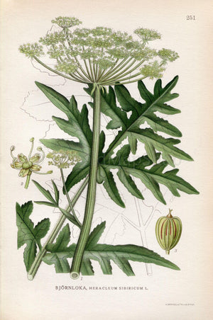 1922 Cow Parsnip, Hogweed (Heracleum sibiricum) Vintage, Antique Print by Lindman, Botanical Flower Book Plate 251, Green, White