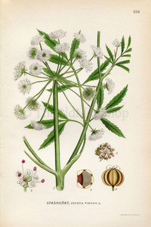 1922 Cowbane, Northern Water Hemlock (Cicuta virosa) Vintage, Antique Print by Lindman, Botanical Flower Book Plate 256, Green, White