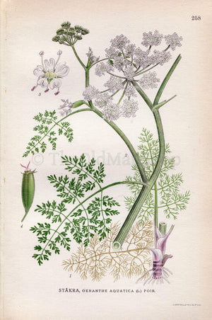 1922 Water Dropwort (Oenanthe aquatica) Vintage, Antique Print by Lindman, Botanical Flower Book Plate 258, Green, White