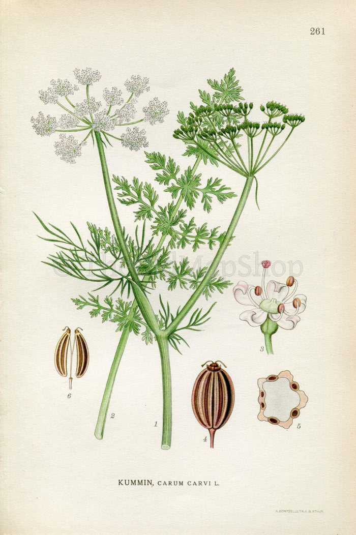 1922 Caraway, Meridian Fennel, Persian Cumin (Carum carvi) Vintage, Antique Print by Lindman, Botanical Flower Book Plate 261, Green, White