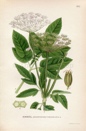 1922 Ground Elder, Herb Gerard (Aegopodium podagraria) Vintage, Antique Print by Lindman, Botanical Flower Book Plate 262, Green, White