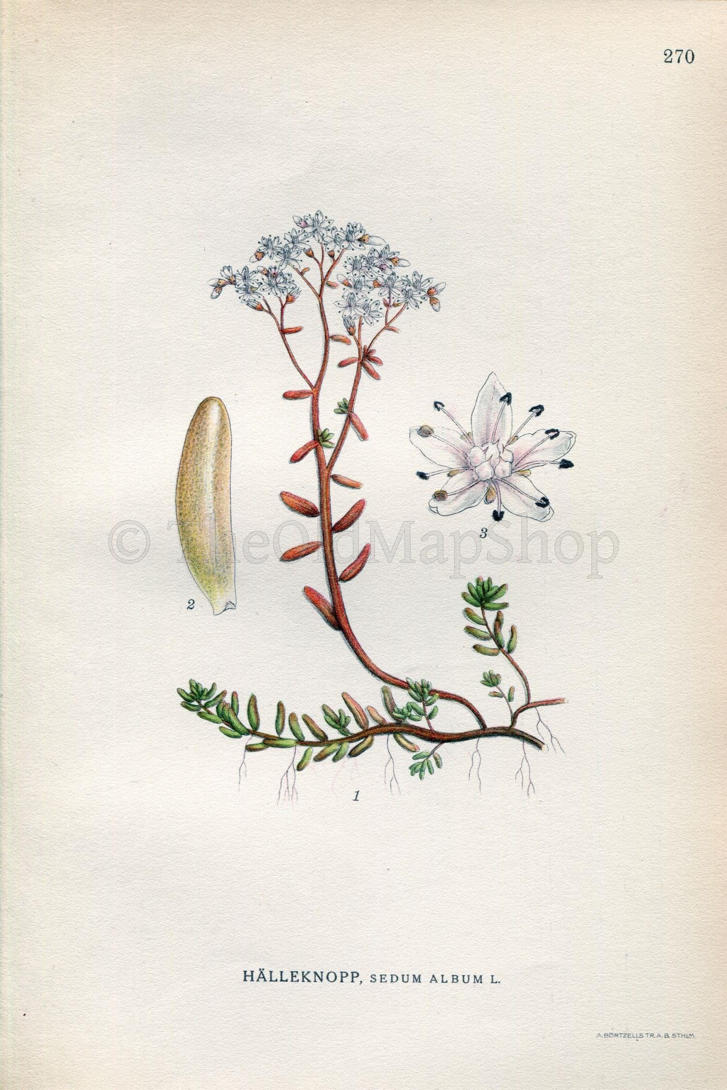 1922 White Stonecrop (Sedum album) Vintage, Antique Print by Lindman, Botanical Flower Book Plate 270, Green