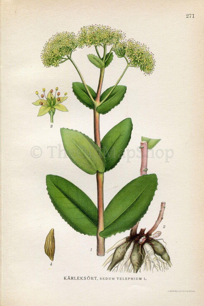 1922 Orpine, Livelong, Frog's-Stomach (Sedum telephium) Vintage, Antique Print by Lindman, Botanical Flower Book Plate 271, Green
