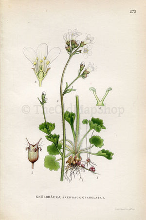 1922 Meadow Saxifrage (Saxifraga granulata) Vintage, Antique Print by Lindman, Botanical Flower Book Plate 273, Green, White