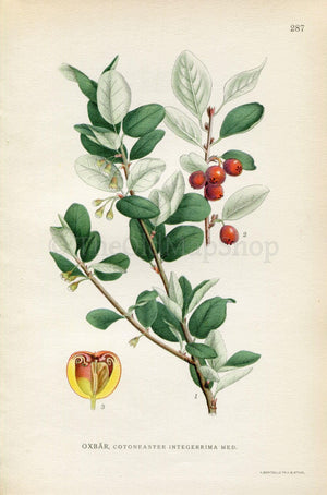 1922 Common Cotoneaster (Cotoneaster integerrimus) Vintage, Antique Print by Lindman, Botanical Flower Book Plate 287, Green, Red